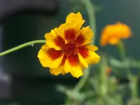 Rudbeckia (2).webp
