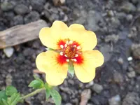 Potentilla.webp