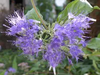 Bartblume.webp