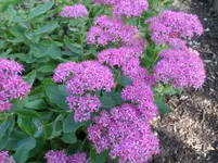 Fette Henne.webp