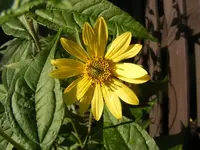 Blüte Lemon Queen 9.9.2013.webp