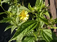 Lemon Queen1 9.9.2013.webp