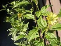 Lemon Queen 9.9.2013.webp