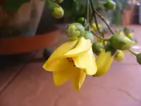 Blüte Wachsglocke.webp
