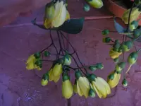Kirengeshomablüten 9.9.2013.webp