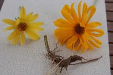 Topinambur_o_n.webp