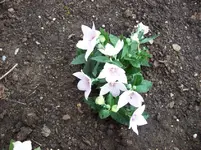 100_5673.webp