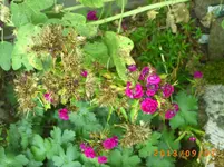 sept03 004.webp