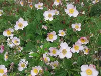 108.webp