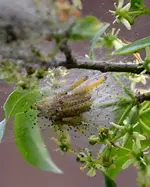 DSC_7589_Raupen_Gespinstmotte.webp