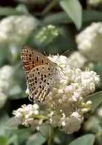 P6050506_Blauling.webp