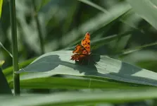 P6100694 Schmetterling.webp