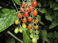 datteltomate-santallea-f1-2.webp