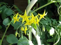 datteltomate-santallea-f1-3.webp