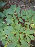 001.webp