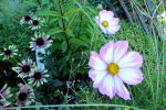 2013_0909Sommer0007 jungfer i gr u echi.jpg