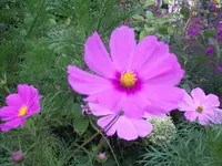 101_1597.webp