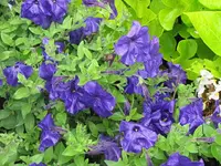 117.webp