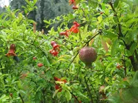 178.webp