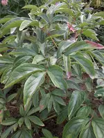 Pfingstrose10_9_13.webp