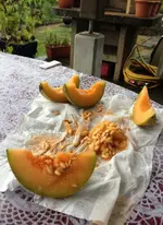 Melone2.webp