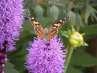 Gartenfalter7.webp