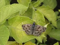 Gartenfalterbraun.webp