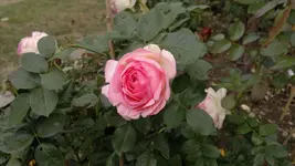 2013-09-10-3469.webp