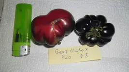 SAM_2448.webp