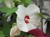 085.webp