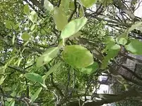 Foto0045.webp