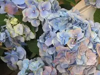 010.webp