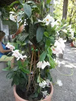 SAM_1518.webp