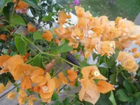 SAM_1445.webp