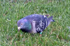 Copy of R+P (12)v.webp
