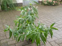 DSCN2596.webp