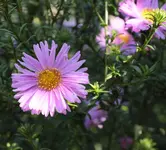 Herbstaster 130911.webp