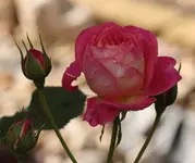 Midsummer 2te Bluete.webp