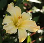 Taglilie 130911.webp