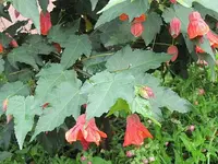 046.webp