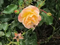 146.webp