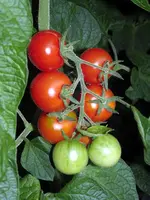 cocktailtomate-matinchen.webp