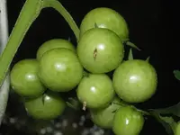 cocktailtomate-matinchen2.webp