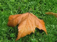 154.webp