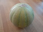 Erste Melone1.jpg