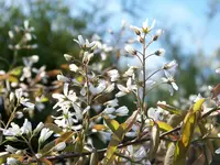 Amelanchia lamarckii.webp