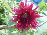 CIMG0425.webp