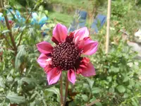 CIMG0438.webp
