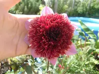 CIMG0420.webp