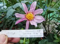 CIMG0473.webp
